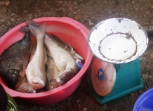 Рыба стала в Таджикистане деликатесом?