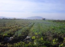 90% руководителей дехканских хозяйств и арендаторов на юге Таджикистана не имеют агрознаний