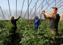 Таджикистан и Китай обсудили вопросы сотрудничества в аграрном секторе
