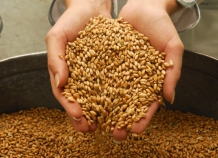 В Таджикистане до начала этой недели собрано свыше 645 тыс. тонн зерновых
