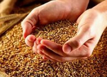 В Таджикистане собрано около 700 тыс. тонн зерновых